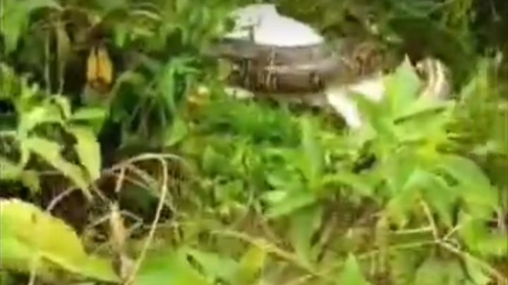 देवरिया में अजगर ने बकरी को बनाया निवाला: ग्रामीणों के काफी प्रयासों के बावजूद बकरी की हुई मौत।