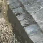 गोरखपुर में भाई ने बहन को अफेयर के नाम पर नहर में डुबोकर मार डाला: भाई बोला- ‘परिवार की इज्जत बचाई, पछतावा नहीं’