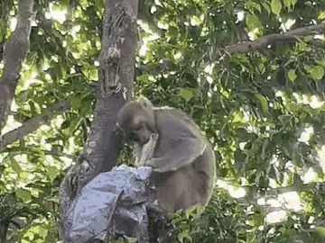 बंदर ने की नोटों की बारिश